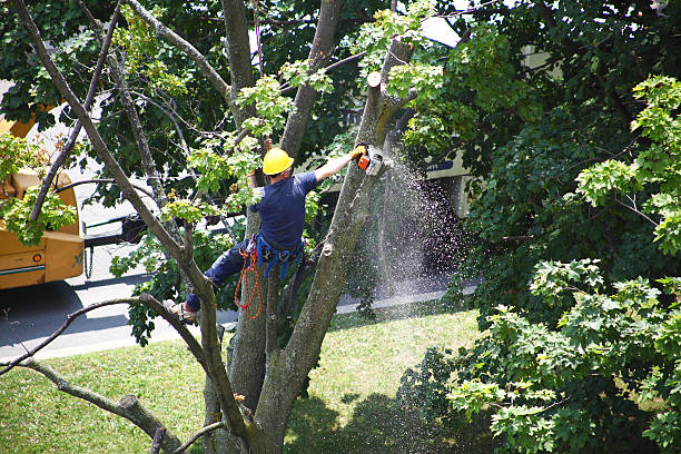 Reliable Waverly, TN Tree Care Solutions